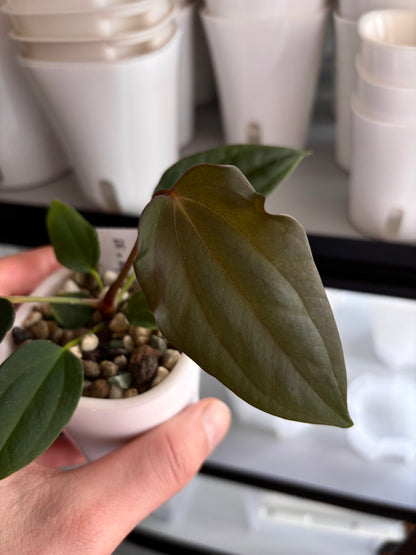 Anthurium sp. nov. DF x antolakii RxRA1 ”Nightmare”