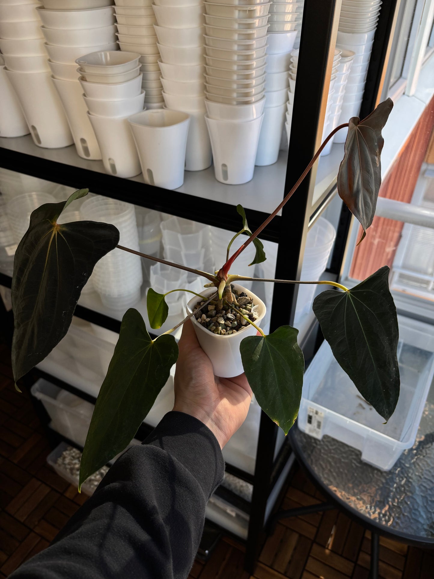 Anthurium papillilaminum 'Shadow Reaper' x (dressleri RG F2 x carlablackiae 'Amanda')