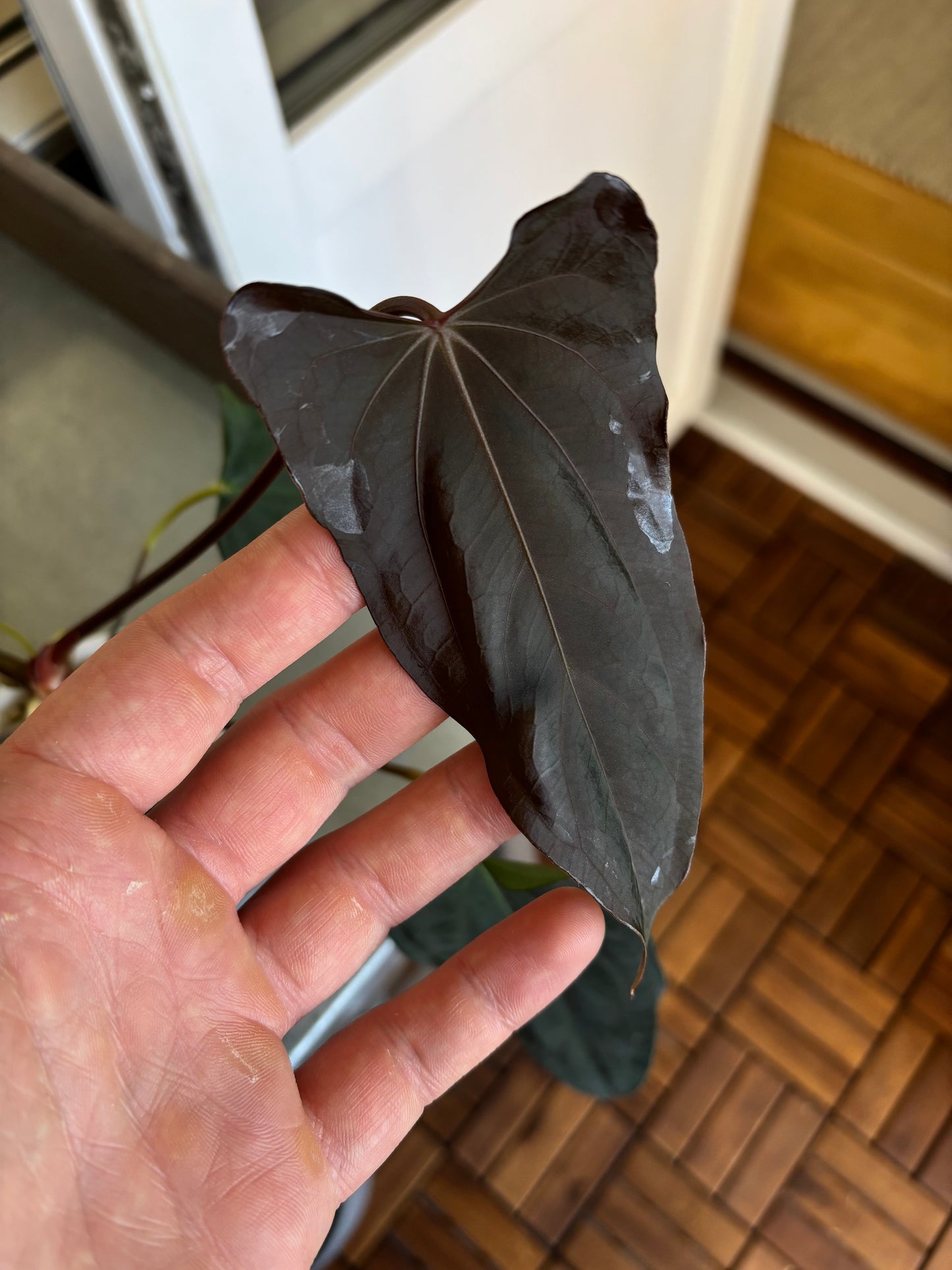 Anthurium papillilaminum 'Shadow Reaper' x (dressleri RG F2 x carlablackiae 'Amanda')