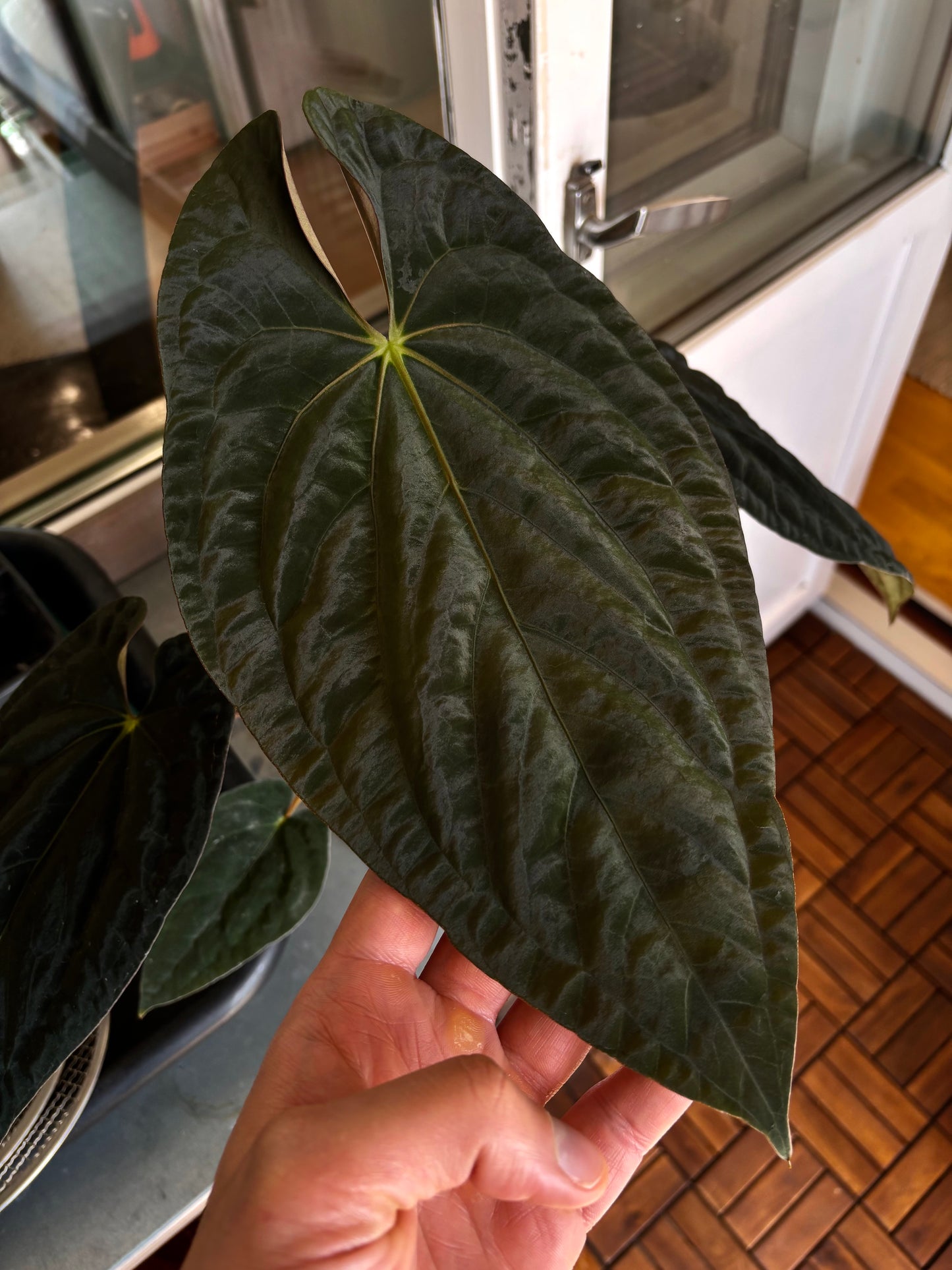 Anthurium (papillilaminum x dressleri) Australian form, ex JS