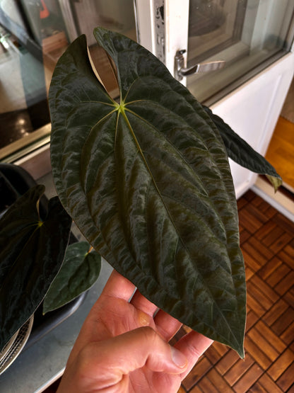 Anthurium (papillilaminum x dressleri) Australian form, ex JS