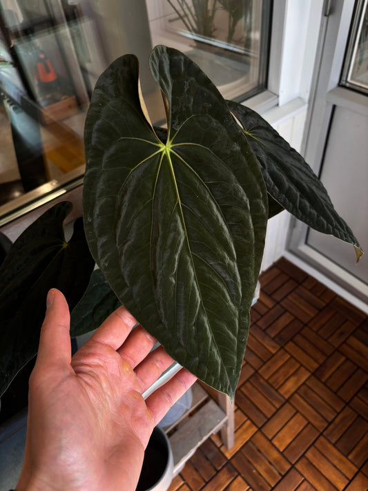 Anthurium (papillilaminum x dressleri) Australian form, ex. JS