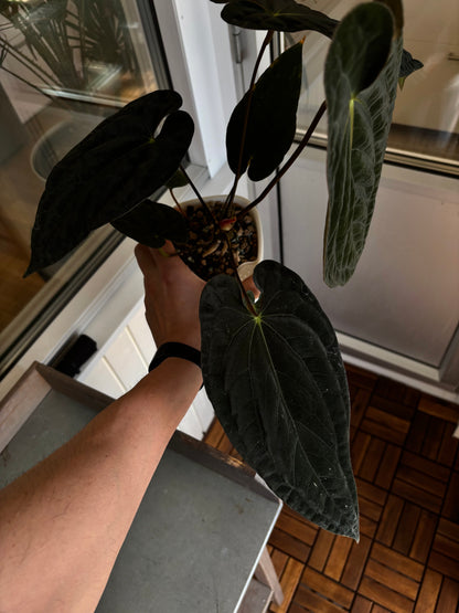 Anthurium (papillilaminum x dressleri) Australian form, ex JS