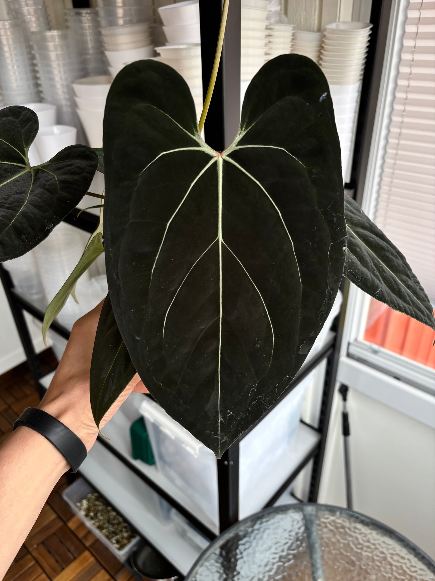 Anthurium (forgetii x carlablackiae ”Amanda”) x portillae ”Dorito”