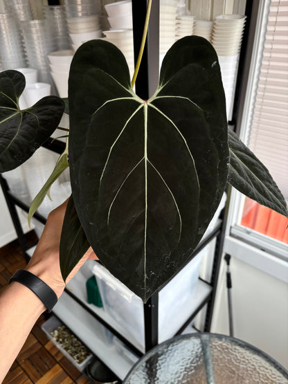 Anthurium (forgetii x carlablackiae ”Amanda”) x portillae ”Dorito”