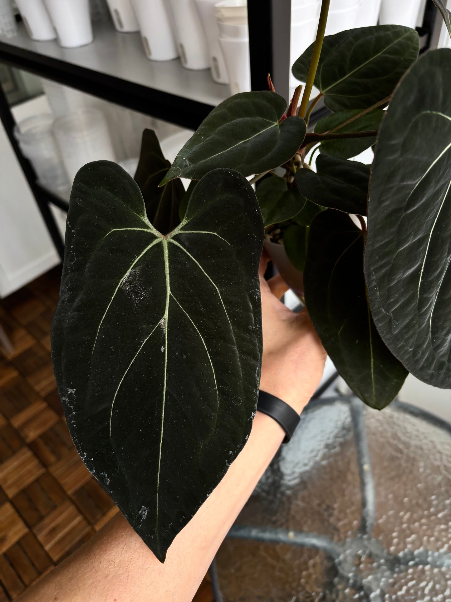 Anthurium (forgetii x carlablackiae ”Amanda”) x portillae ”Dorito”