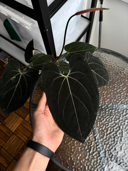 Anthurium (forgetii x carlablackiae ”Amanda”) x portillae ”Dorito”