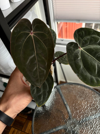 Anthurium 'Blood Moon'