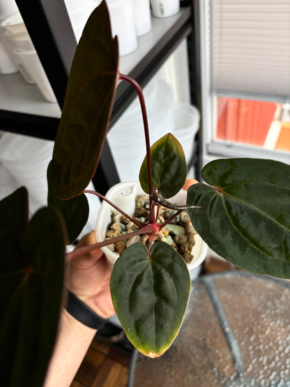 Anthurium 'Blood Moon'
