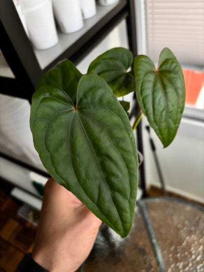 Anthurium 'Circus Peanuts'