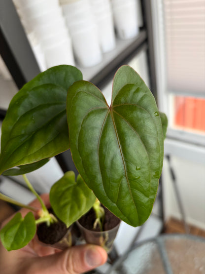 Anthurium 'Circus Peanuts'