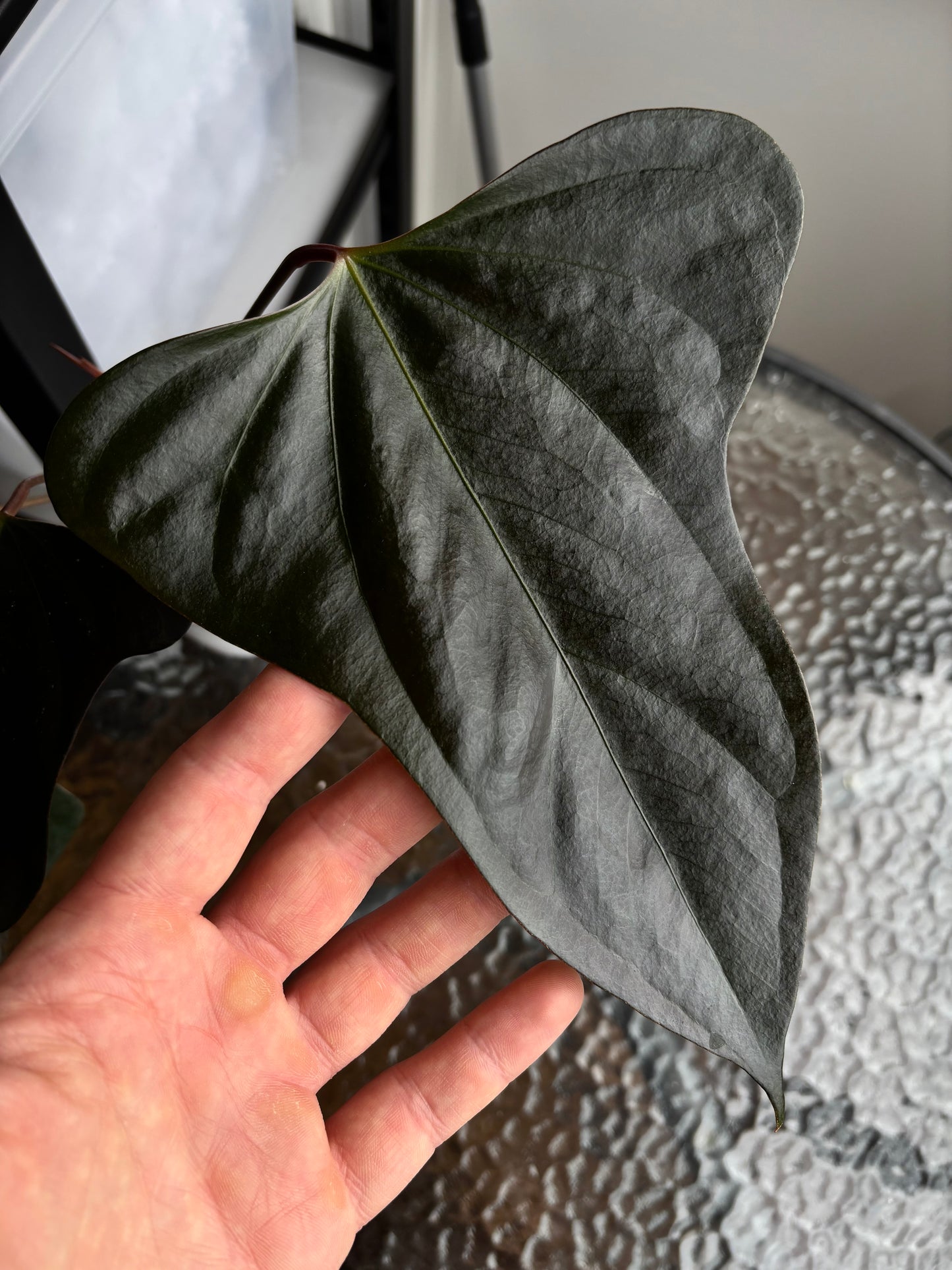 Anthurium subsignatum x portillae ”Dorito”