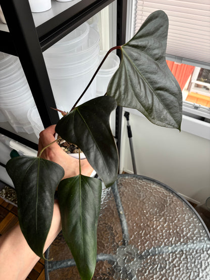 Anthurium subsignatum x portillae ”Dorito”
