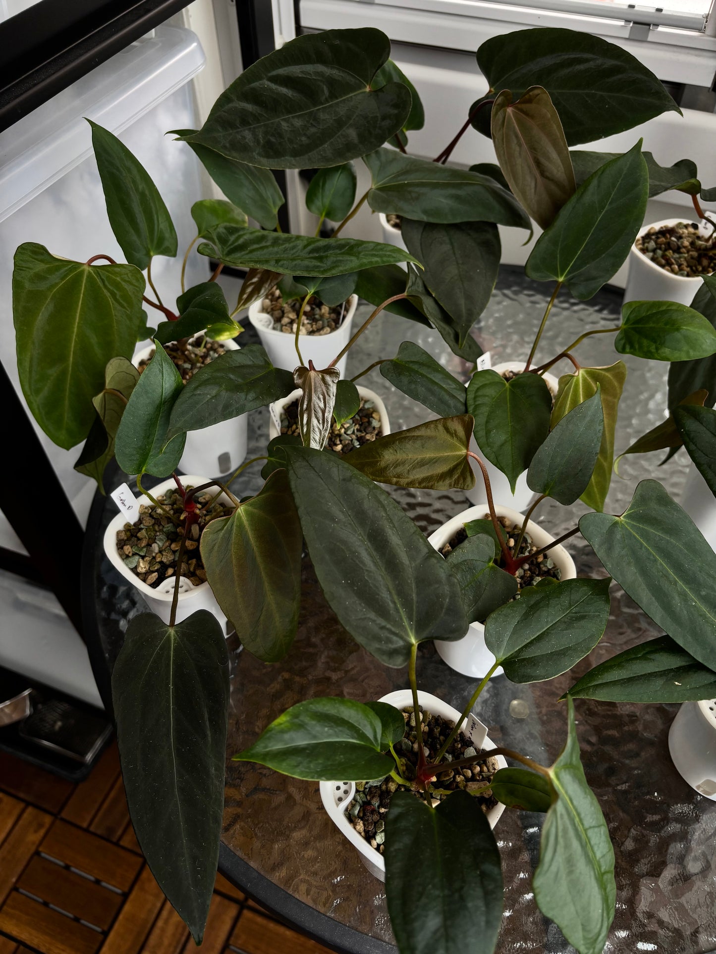 Anthurium papillilaminum ”Grim Reaper” x portillae ”Dorito”