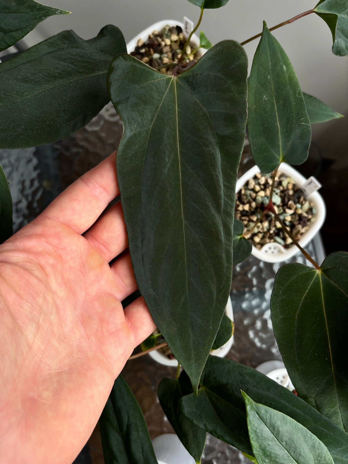 Anthurium papillilaminum ”Grim Reaper” x portillae ”Dorito”