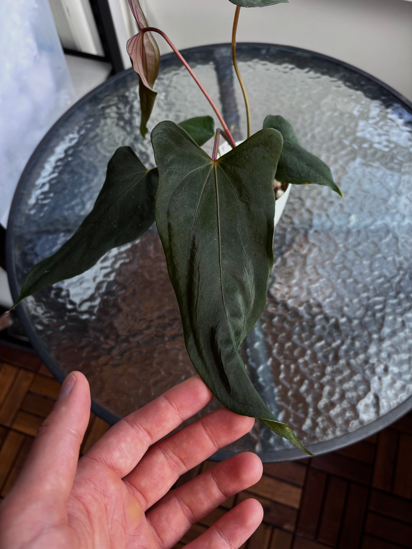 Anthurium papillilaminum ”Marie" x "Grim Reaper"