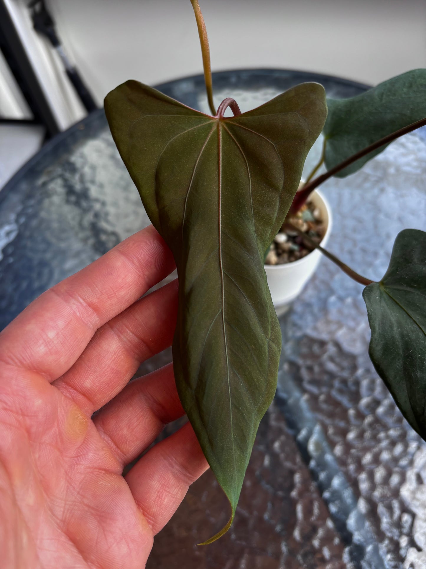 Anthurium papillilaminum ”Marie" x "Grim Reaper"