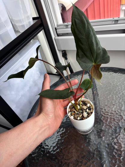 Anthurium papillilaminum ”Marie" x "Grim Reaper"
