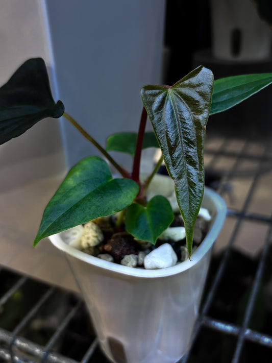 Anthurium papillilaminum 'Shadow Reaper'