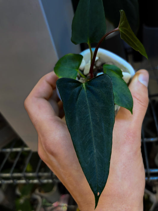 Anthurium papillilaminum 'Shadow Reaper'