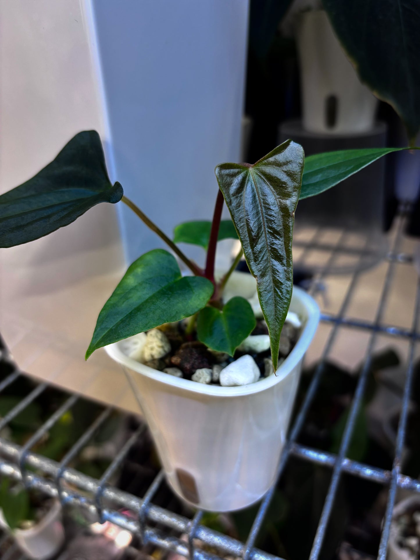 Anthurium papillilaminum 'Shadow Reaper'