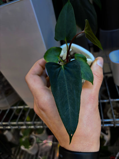 Anthurium papillilaminum 'Shadow Reaper'