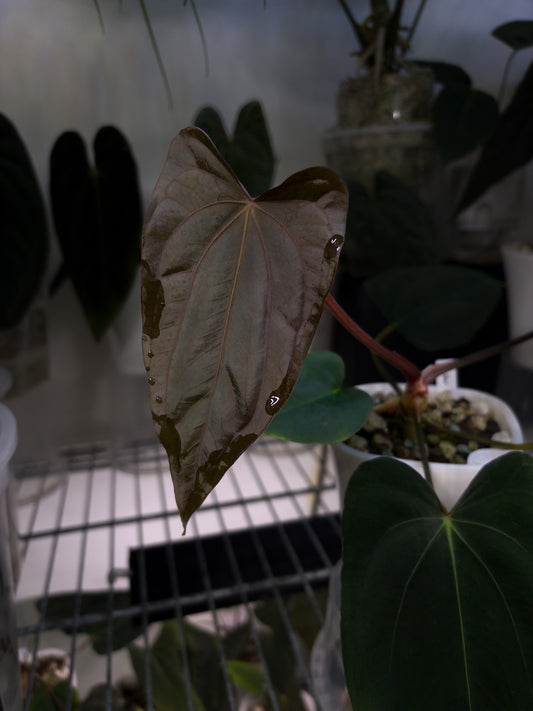 Anthurium papillilaminum 'Shadow Reaper' x (dressleri x carlablackiae 'Amanda')