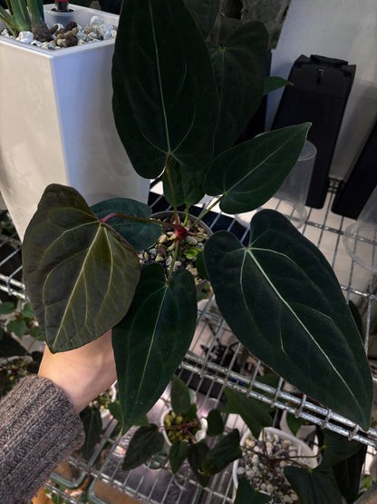 Anthurium (forgetii x carlablackiae 'Amanda') x portillae 'Dorito'