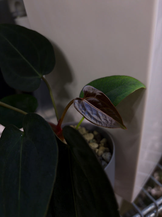 Anthurium (forgetii x carlablackiae 'Amanda') x portillae 'Dorito'