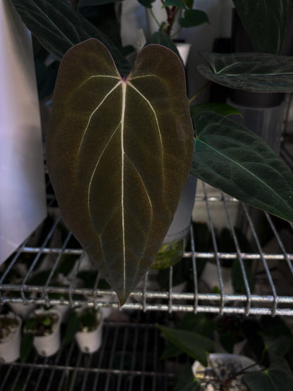 Anthurium (forgetii x carlablackiae 'Amanda') x portillae 'Dorito'