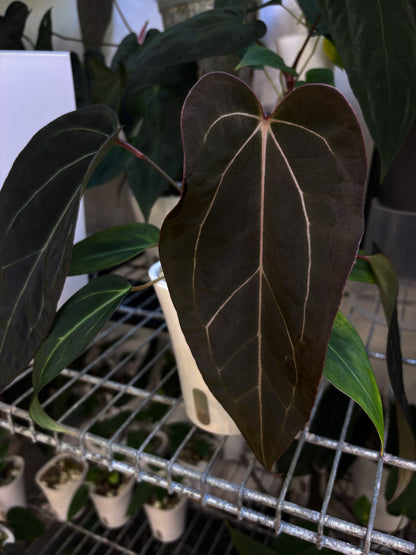 Anthurium (forgetii x carlablackiae 'Amanda') x portillae 'Dorito'