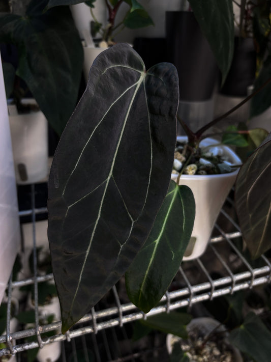 Anthurium (forgetii x carlablackiae 'Amanda') x portillae 'Dorito'