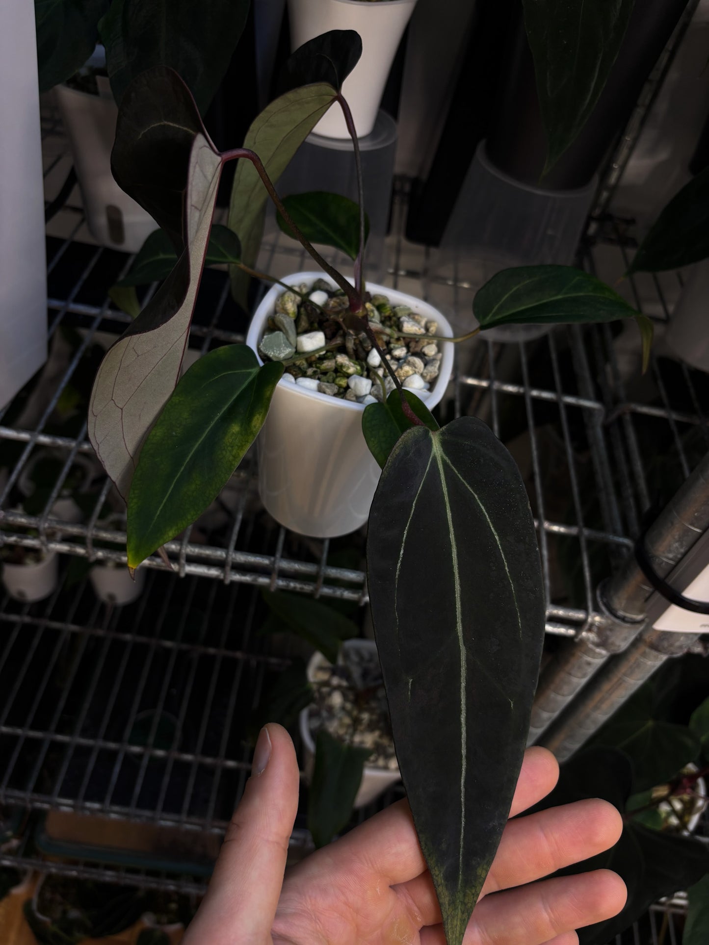 Anthurium (forgetii x carlablackiae 'Amanda') x portillae 'Dorito'